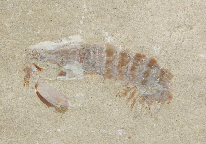 Fossil Mantis Shrimp (Sculda syriaca) - Lebanon #48538